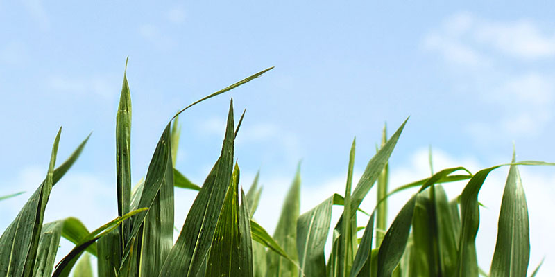Control de plagas en agricultura