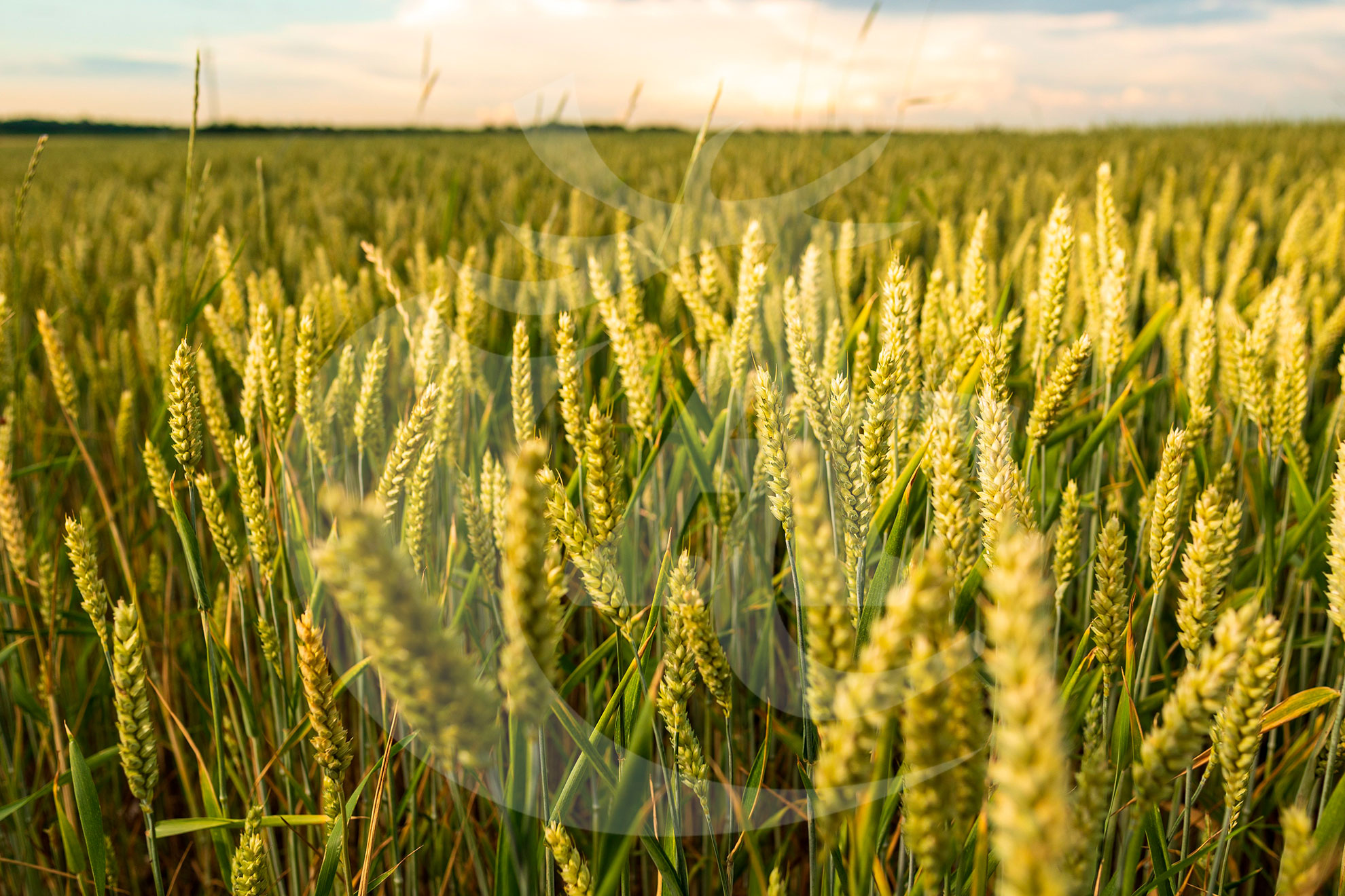 Agroquímicos Cerezo - Productos