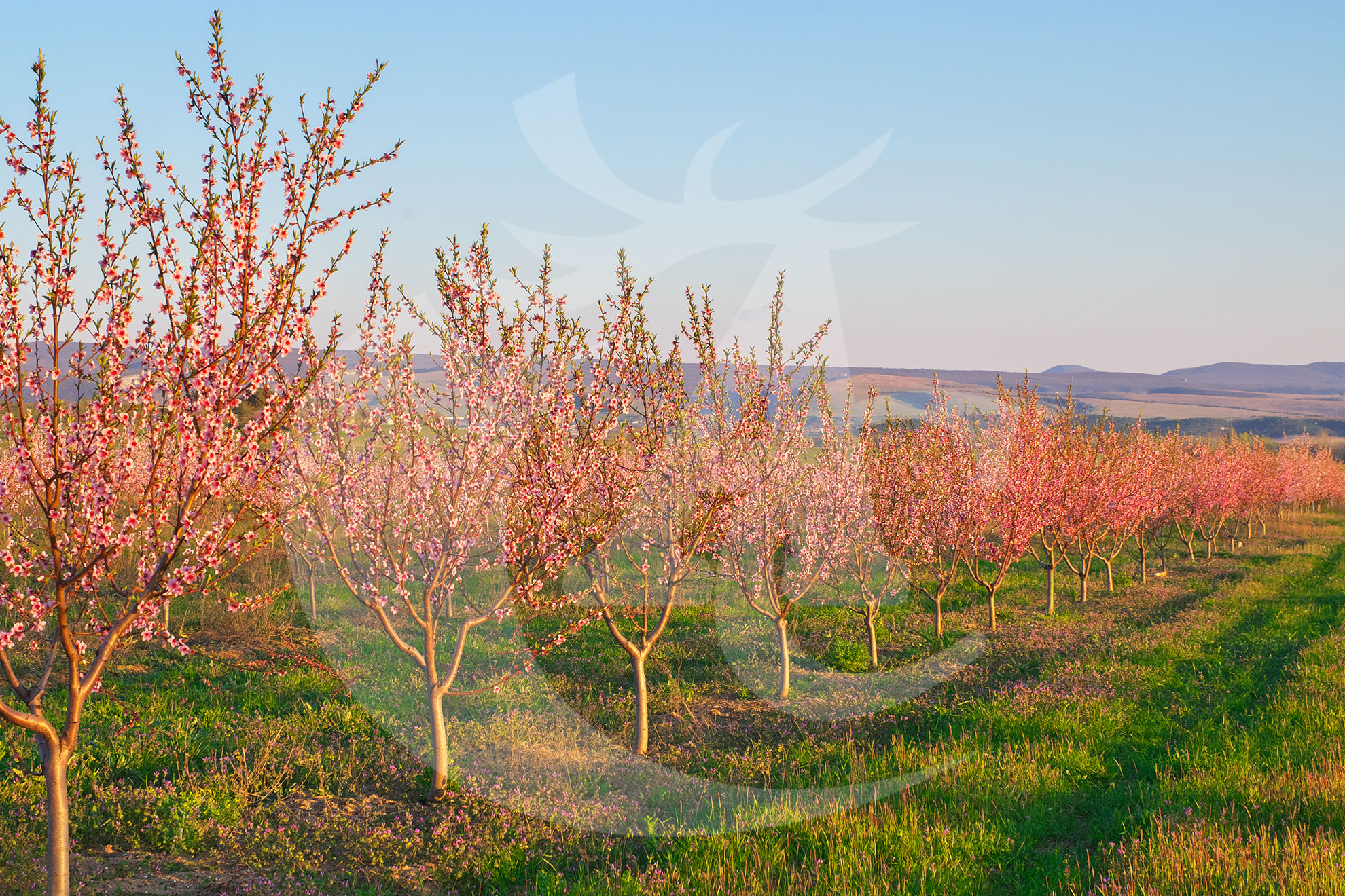 Agroquímicos Cerezo - Servicio campo