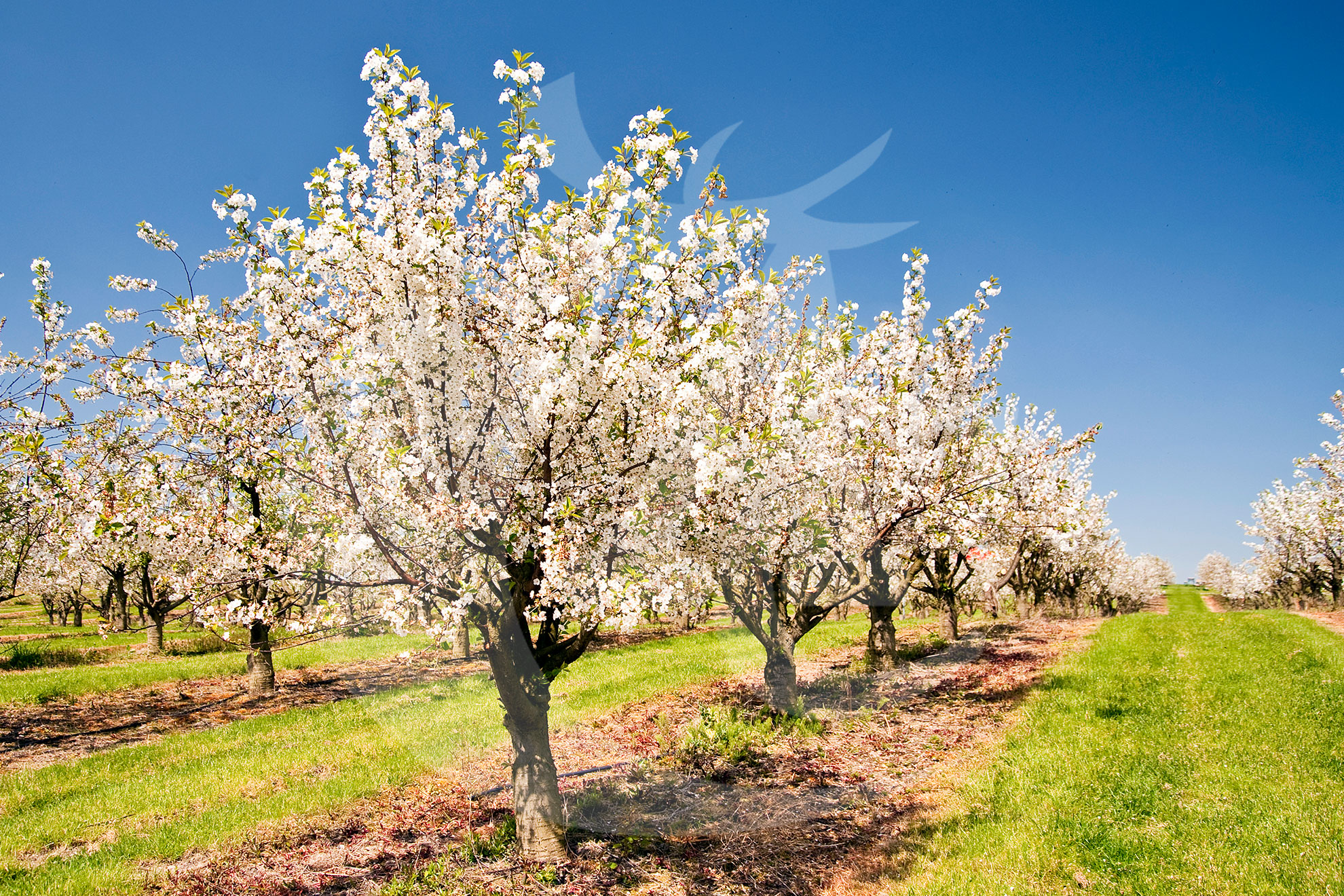 Agroquímicos Cerezo
