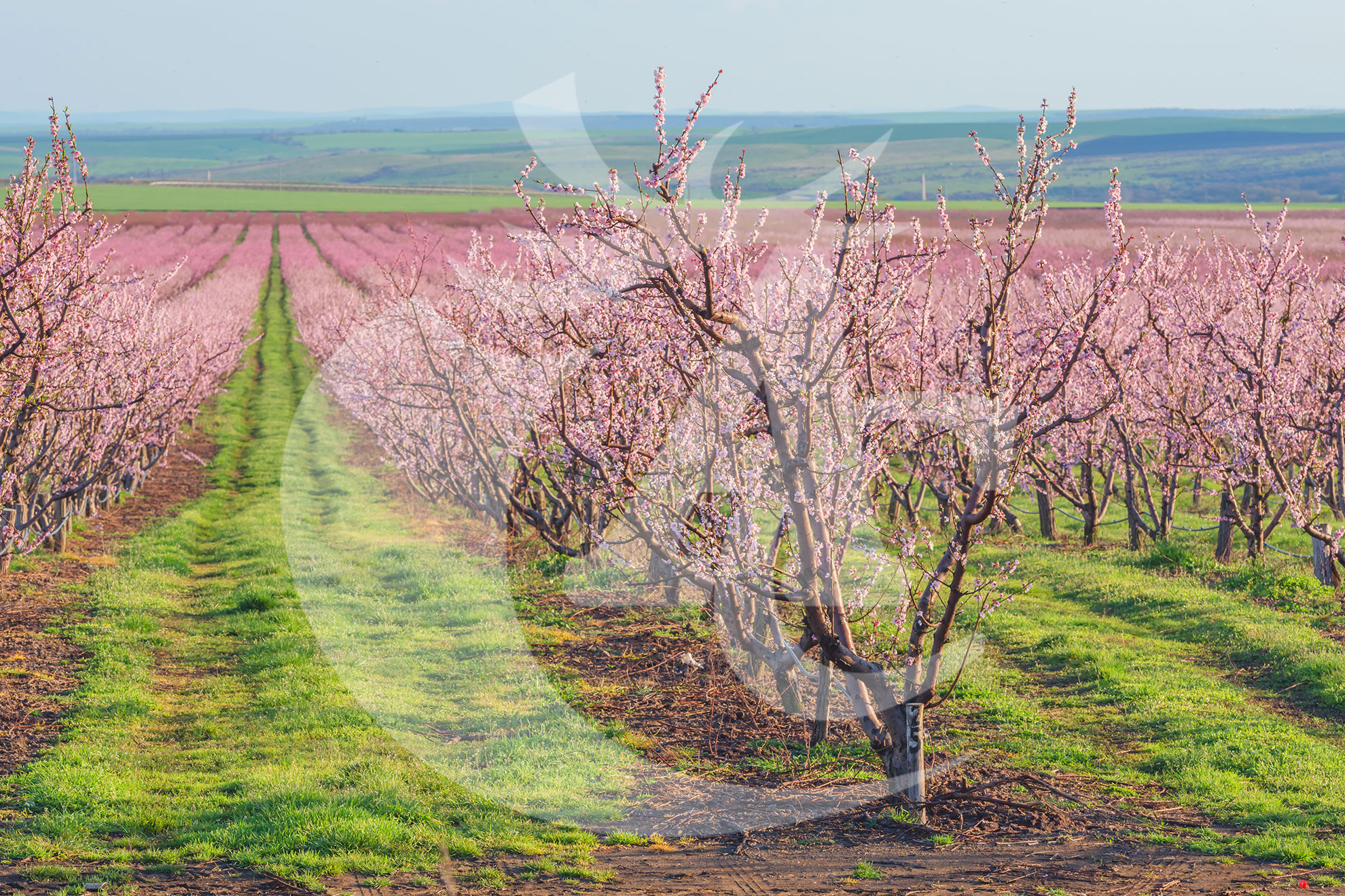 Agroquímicos Cerezo