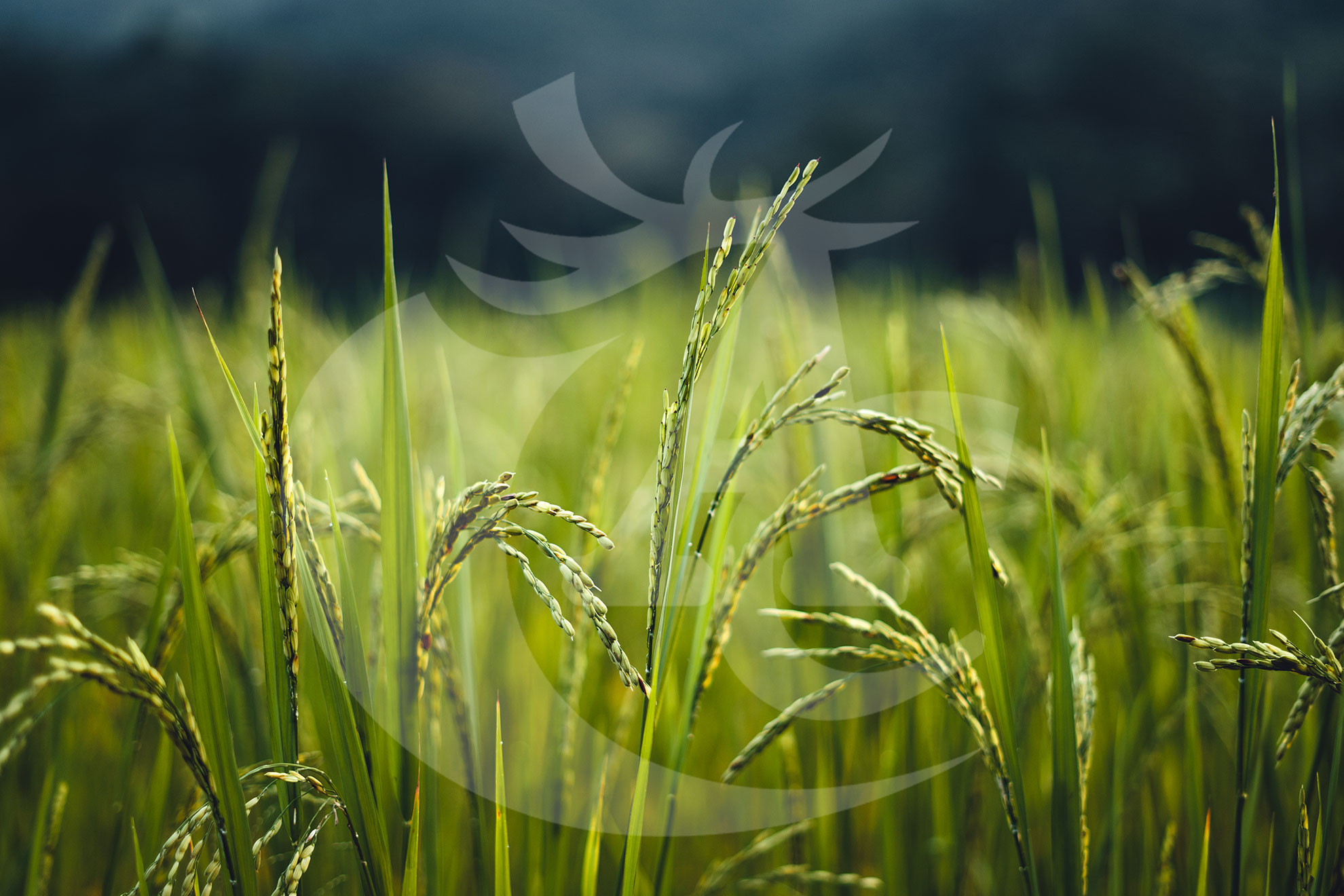 Agroquímicos Cerezo - Fitosanitarios y fertilizantes en Badajoz