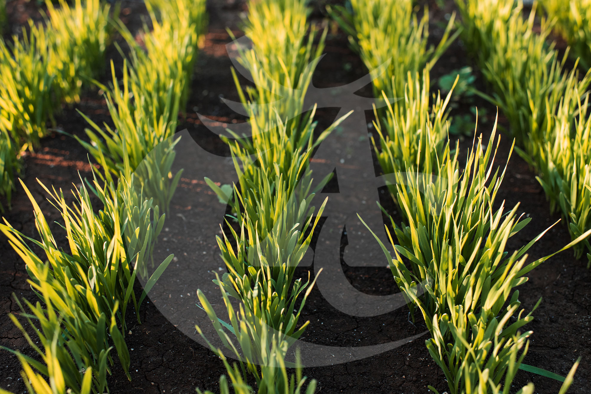 Semillas y asesoramiento agrícola en Extremadura