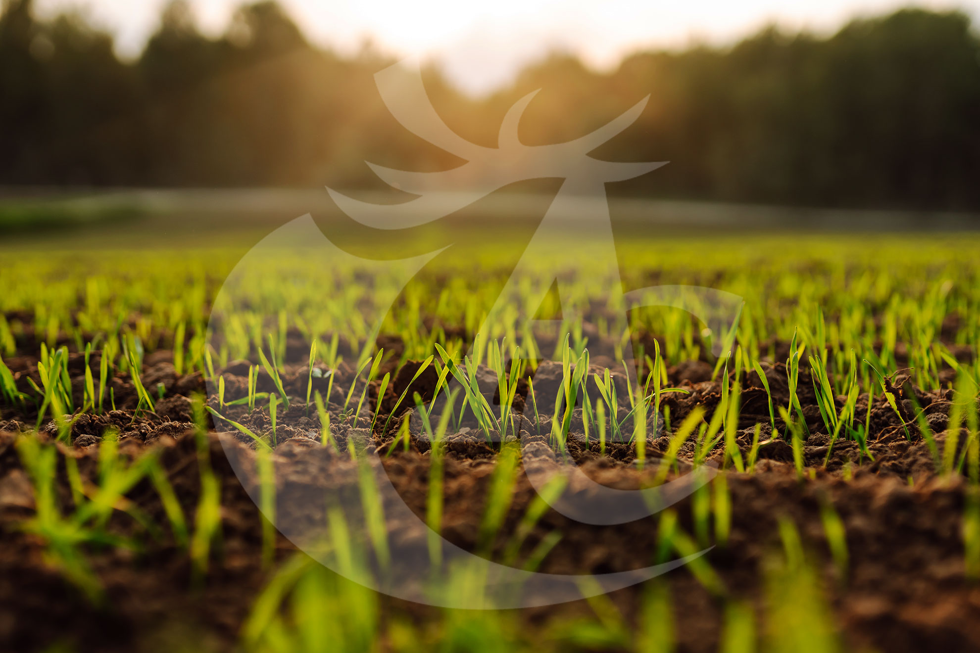 Asesoramiento técnico agrícola en Badajoz